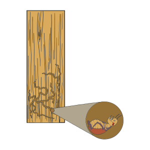 Illustration of termite damage in a board