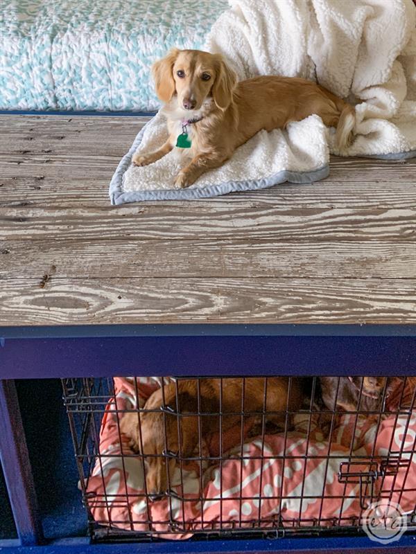 diy-dog-kennel-cover-with-an-antique-door-5