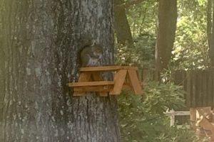 Squirrel Picnic Table Hanging Feeder