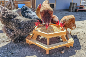 Chicken Feeder Picnic Table