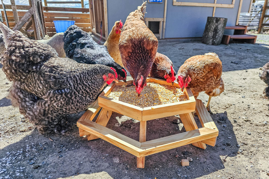 chicken-feeder-table-making-manzanita-2