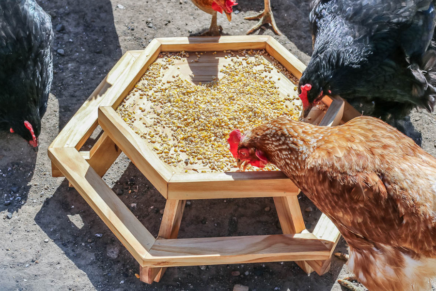 chicken-feeder-table-making-manzanita-3