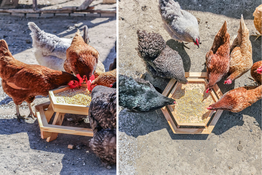 chicken-feeder-table-making-manzanita-4