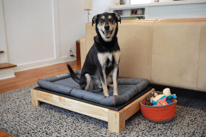 Dog Bed