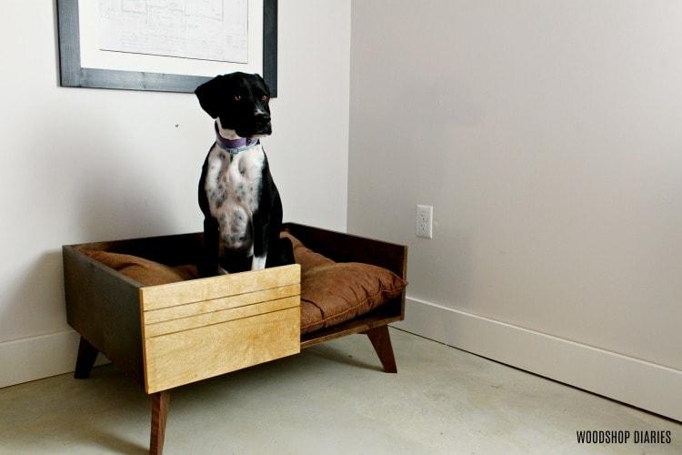 Lucy Sitting in DIY modern large dog bed small