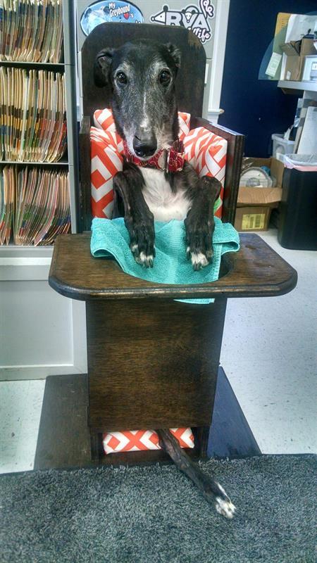 norbet-in-chair