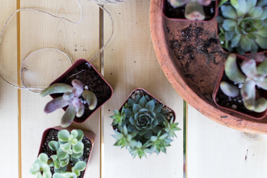 succulents3