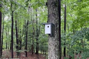Modern Style Birdhouse