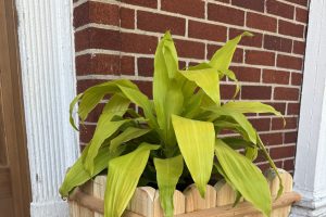 Scalloped Planter