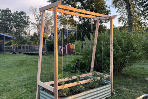 Tomato  Trellis